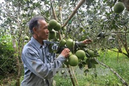 Thừa Thiên - Huế xây dựng thương hiệu cho các vùng trồng cây đặc sản 
